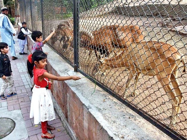 تعمیراتی کام؛ لاہورچڑیا گھراور سفاری زوکے جانوردوسرے چڑیا گھروں میں منتقل